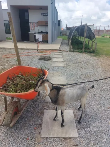 Vendo cabrito