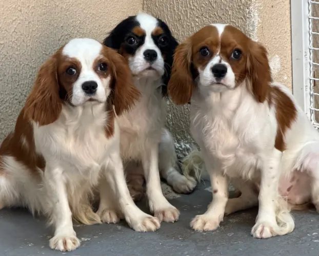 Cavalier King Charles Spaniel Fêmeas