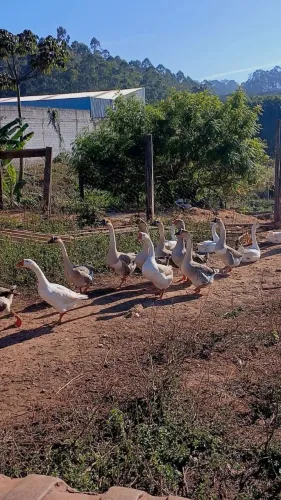 Ganso africano Ganso branco Ganso com barbela etc..