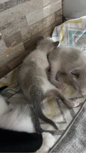 Gatinho para adoção