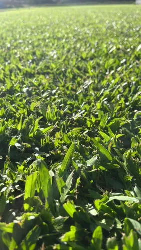 GRAMAS SAO CARLOS PLUS E ESMERALDA PREMIUM 
