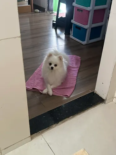 Cachorro spitz alemão lulu