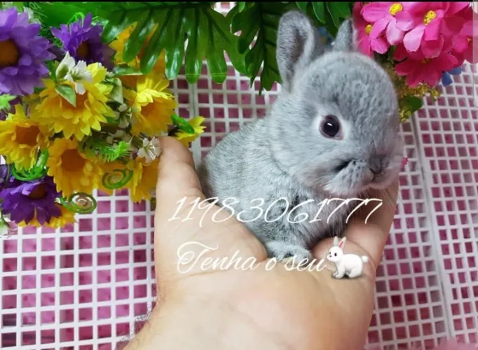 MINI Coelho anão alegra sua família