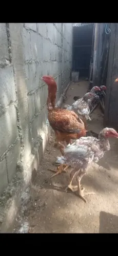 Vendo frango índio gigante