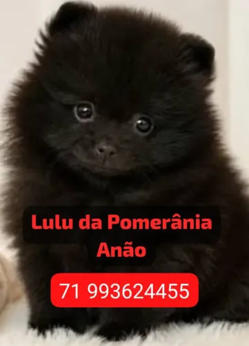 Machinho Black com documento pedigree cbkc