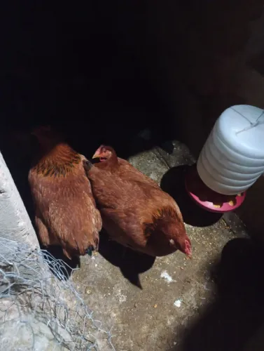 Vendos galinha caipira