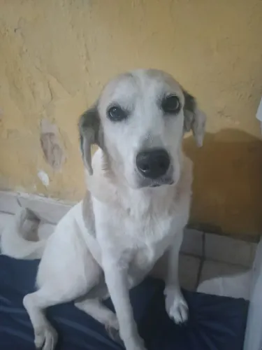 Cadela muito manssa castrada 