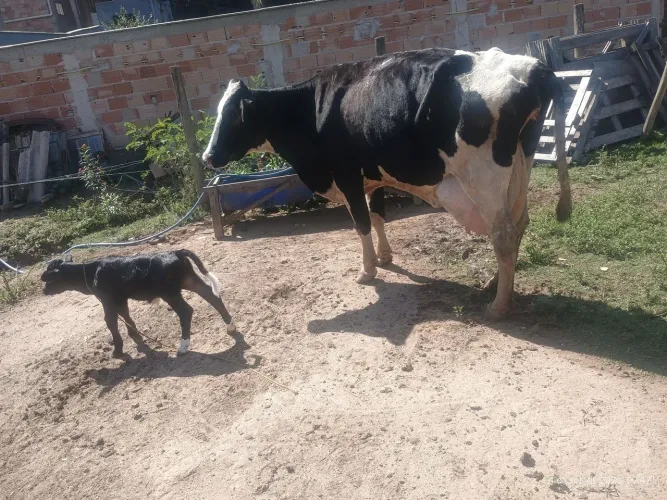 Vende-se vacas de leite, novilhas e bezerros 