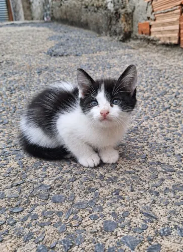 Doação filhote Gato MACHO