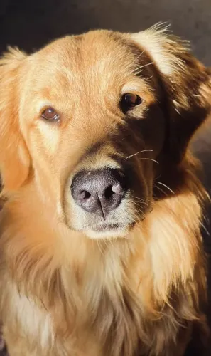 Golden quer namorada