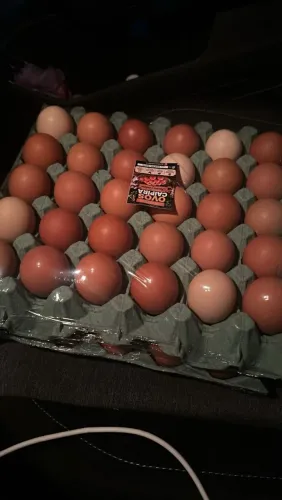 Vendo ovos de galinha caipira. Criadas livres de gaiola.
