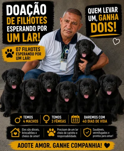 Cachorros para doação