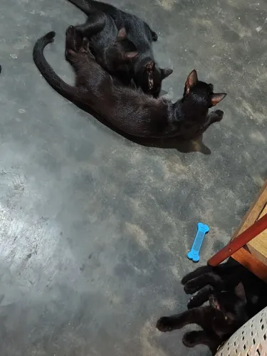 Gatinhos filhotes para doação
