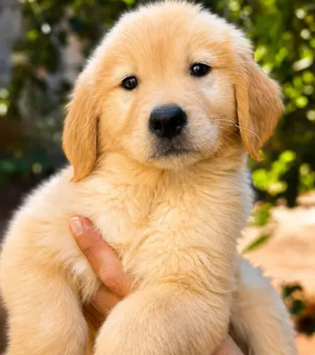 Golden Retriever filhotes - São José do Rio Preto