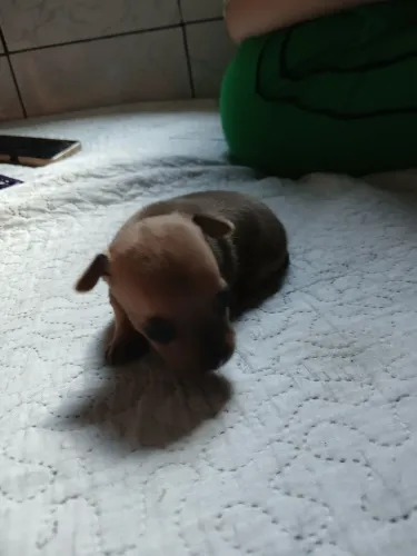 Cachorrinho 