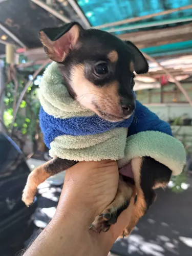 pinscher macho