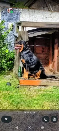 Procura-Se Namorado Rottweiler Top.