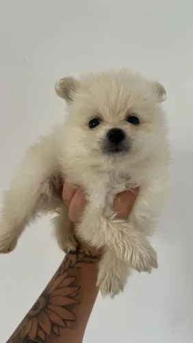 Filhote de Spitz alemão o floquinho que faz sucesso por onde passa