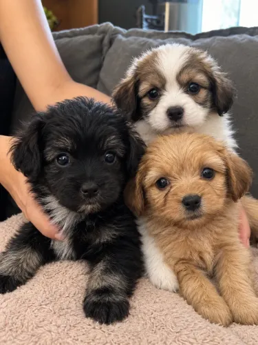 Filhotes de poodle com spitz alemão