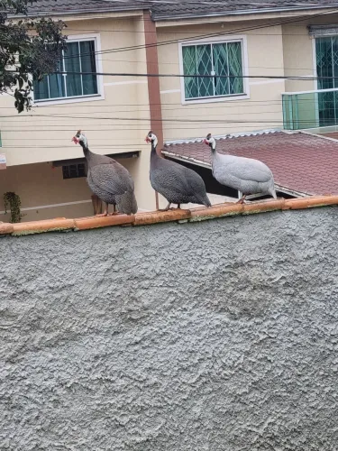Galinhas de angola