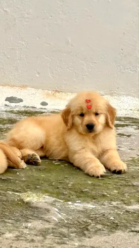 Fêmea disponível GOLDEN RETRIEVER