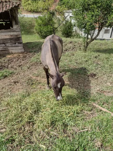 Cavalo criolo mansinho