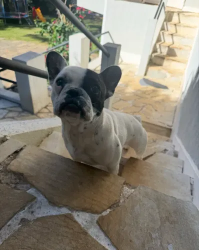 Bulldog francês