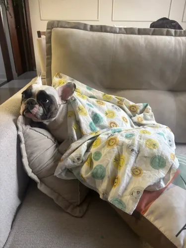 Doação de buldogue francês