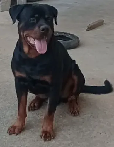 Rottweiler 
