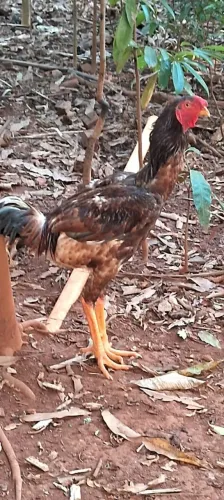 Galo índio canela amarela grande novo ainda crescendo
