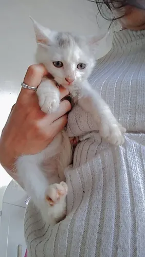 Gata filhote
