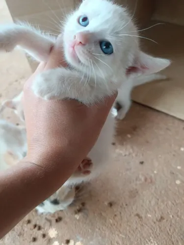 Gatos filhotes pra doação