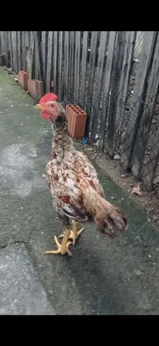 Frango caipira gigante 