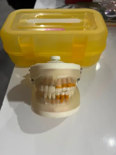 Manequim Periodontia Pronew