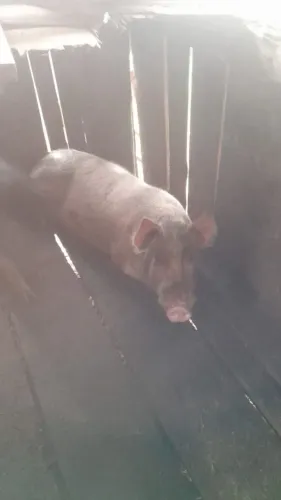 Vendo porco cachaço 900 reais aceito proposta