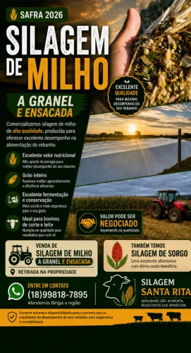 Silagem de Milho com Espigas Escada e à granel à venda em Birigui e região