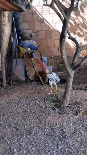 Frango polaco