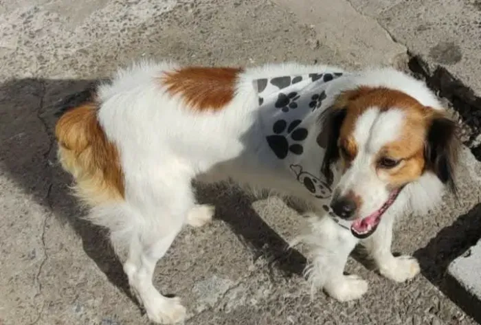 Doa se cachorro