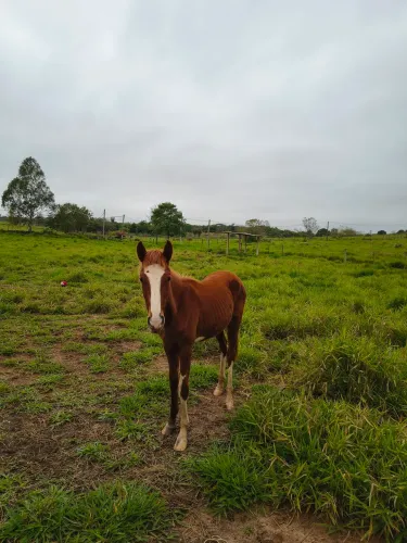 Vendo potro mangalarga