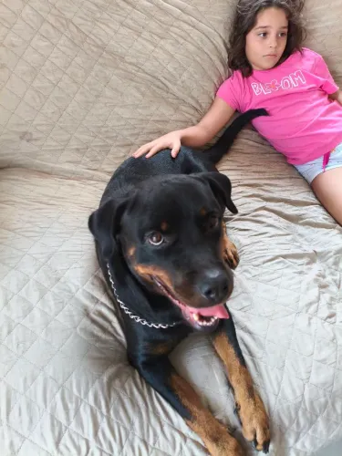 Rottweiler Fêmea