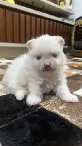Linda Fêmea de Spitz Alemão Anão (Lulu da Pomerânia) Branca