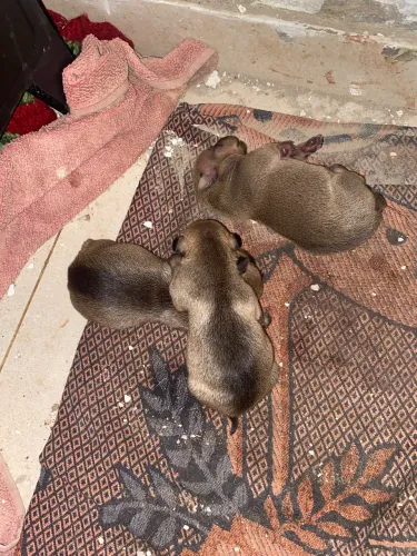 Vende-se cachorro pincher femêa e macho  