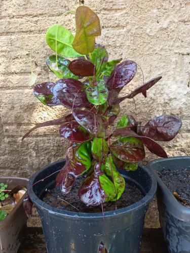Planta Croto