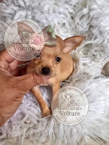 Pinscher menor tamanho entrega rápida e parcele