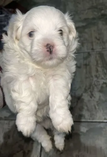 Maltês 