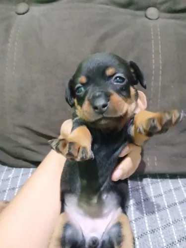 Vende-se cachorros Pinschers