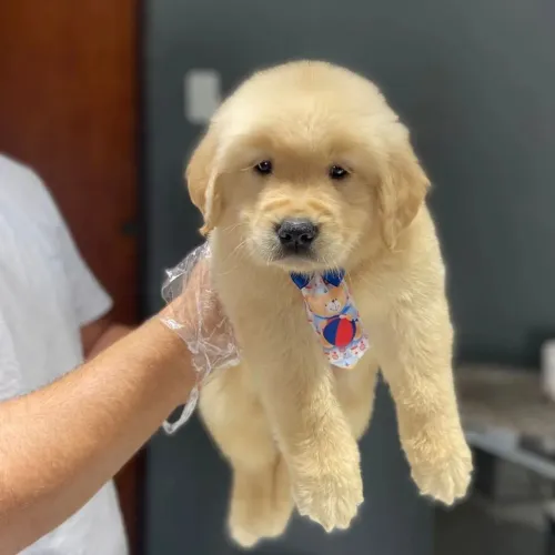 Golden Seu novo pet pode fazer parte da sua história