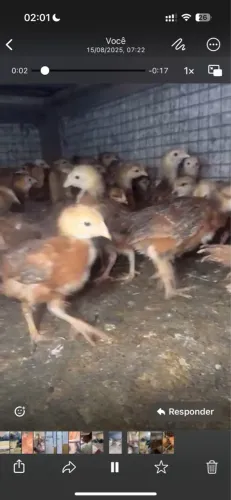 Embrapa 051 - Entrego 