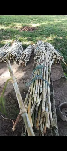 APROVEITE AS CHUVAS E PLANTE CAPIAÇU PRA NAO SOFRER NO VERAO