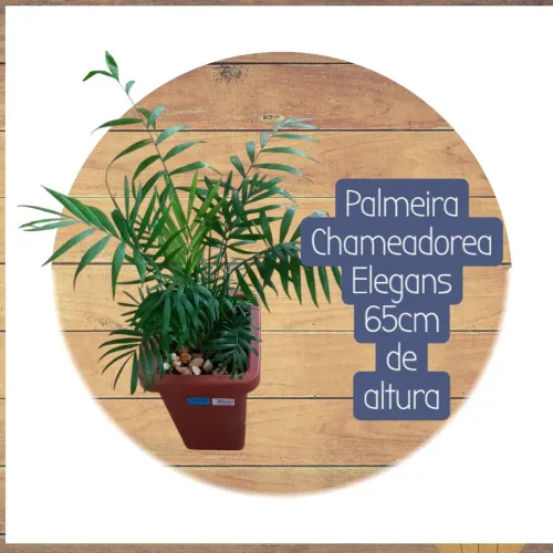 Palmeira Chameadorea Elegns-Planta Natural em Vaso - Super Natural